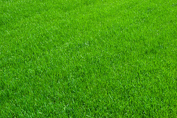 Image showing Green grass