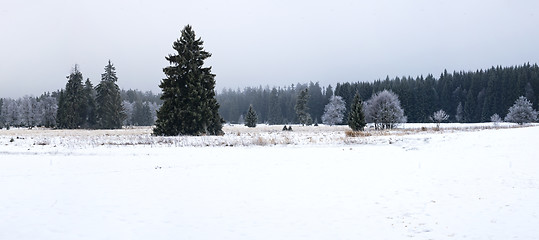 Image showing Trees and meadow