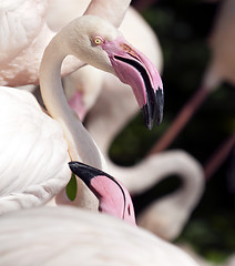 Image showing Flamingo