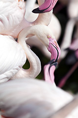 Image showing Flamingo