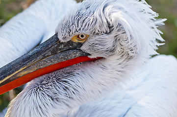 Image showing Pelican