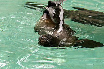 Image showing Brown fur seal