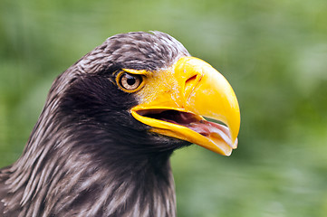 Image showing Steller's sea eagle