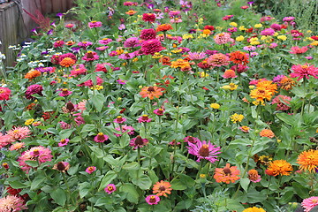 Image showing beautiful flowers on the flower-bed