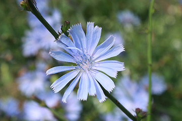 Image showing blue flower of Cichorium