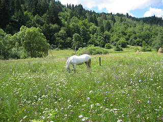 Image showing Rural landscape with field and a horse