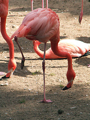 Image showing flamingo