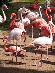 Image showing flamingos