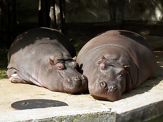 Image showing hippos