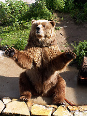 Image showing bear