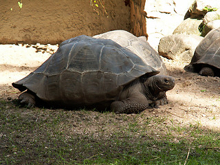 Image showing galapagos turtle