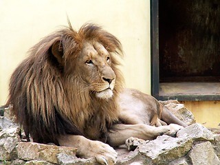 Image showing lion