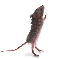 Image showing wild gray mouse rat stands on its hind legs sniffing isolated