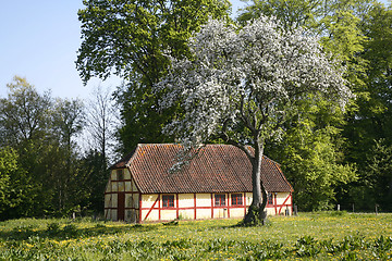 Image showing Spring in Denmark