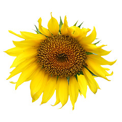 Image showing sunflower yellow flower isolated on white background