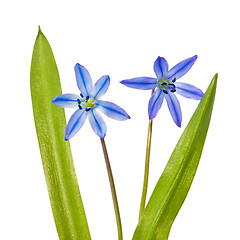 Image showing Spring flowers bluebells Scilla bifolia blue forest flower isola