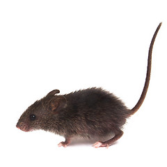 Image showing Mouse wild rat isolated on white background