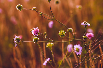 Image showing flower thistle purple green thorn nature plant