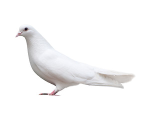 Image showing white dove sits isolated