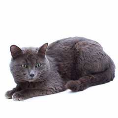 Image showing grey yard cat with green eyes sitting looking towards isolated o