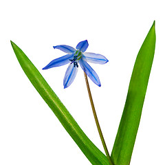 Image showing bluebells spring flowers scilla bifolia blue forest flower isola