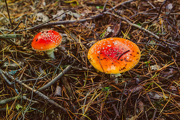 Image showing poisonous wild mushroom red macro nature autumn