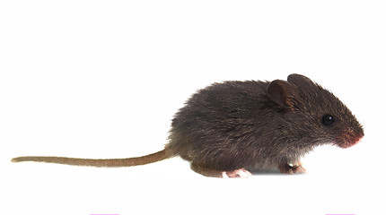 Image showing little gray mouse wild on white background