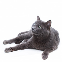 Image showing funny young gray cat lying on white background and looking up