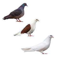 Image showing pigeon dove isolated bird set black collection