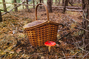 Image showing wicker basket poisonous wild mushroom red macro nature