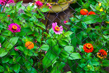 Image showing flower garden and a fence with barbed wire background