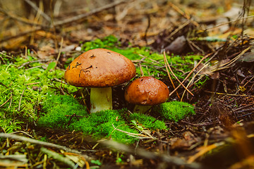 Image showing greasers ordinary sticky slippery forest 