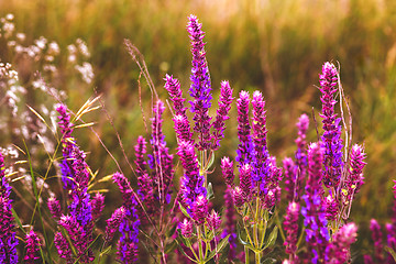 Image showing sage salvia flower garden plant nature purple