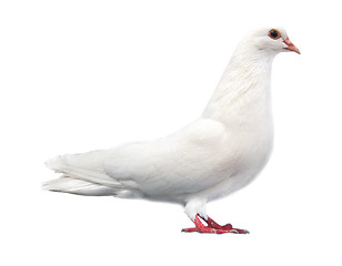 Image showing white dove sits isolated on a white background