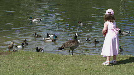 Image showing young girl feeds birds