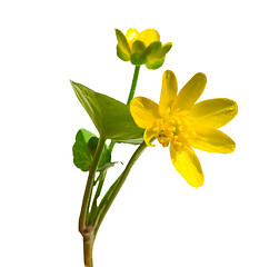 Image showing Wild Field spring yellow flower Gagea lutea isolated on white ba