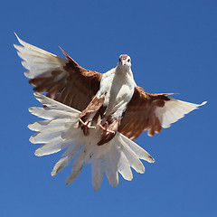 Image showing White brown pigeon dove flying against the blue sky