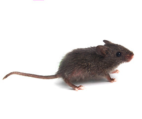 Image showing wild little gray mouse on white background