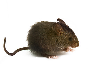 Image showing wild rat mouse sniffing is isolated with a white background