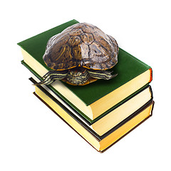 Image showing turtle sitting on top pile old books isolated on white backgroun