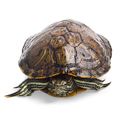 Image showing old turtle isolated on white background