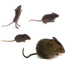 Image showing animal set white mouse wild isolated brown rod