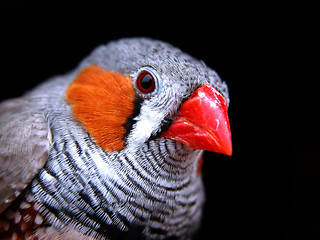 Image showing Zebra Finch