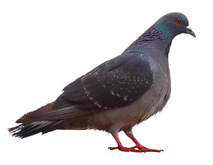 Image showing gray wild pigeon dove sitting isolated on a white background