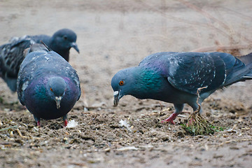 Image showing gray two wild pigeon dove sitting