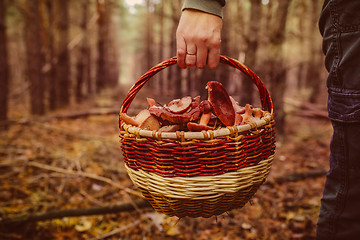 Image showing female woman hand is holding a basket of wild mushrooms, late au