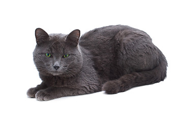 Image showing yard grey cat with green eyes sitting looking towards isolated o