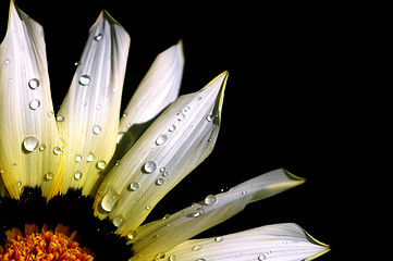 Image showing flower with rain drops