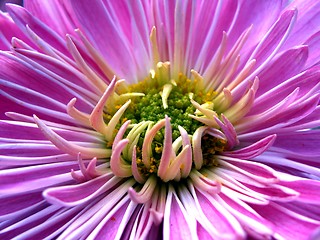 Image showing Pink daisy