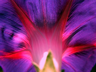 Image showing Morning Glory